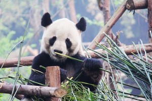 Asian Trails China - Chengdu Panda (credit Asian Trails)_preview