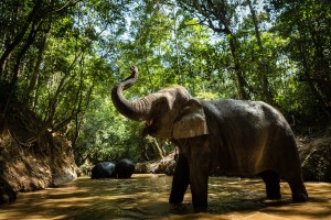 Cambodia - Kulen Elephant Sanctuary (copyright to…nt Sanctuary)